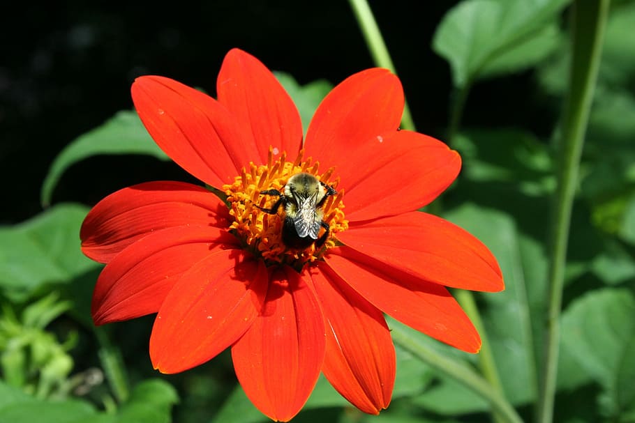 nature, flower, summer, flora, garden, insect, bee, zinnia HD wallpaper