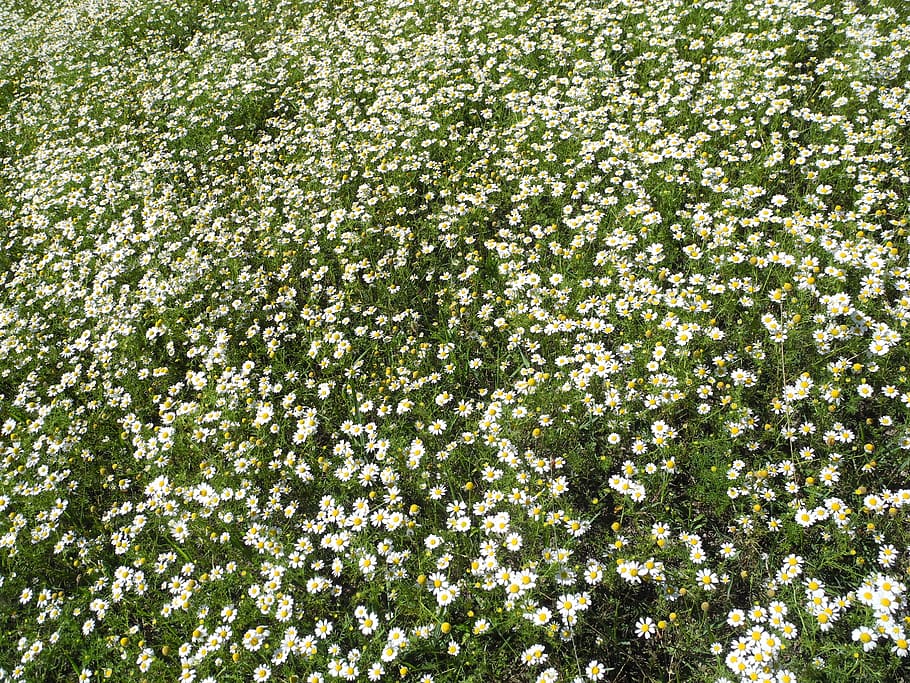summer meadow, chamomile, white, sunny, flower meadow, flower abundance HD wallpaper