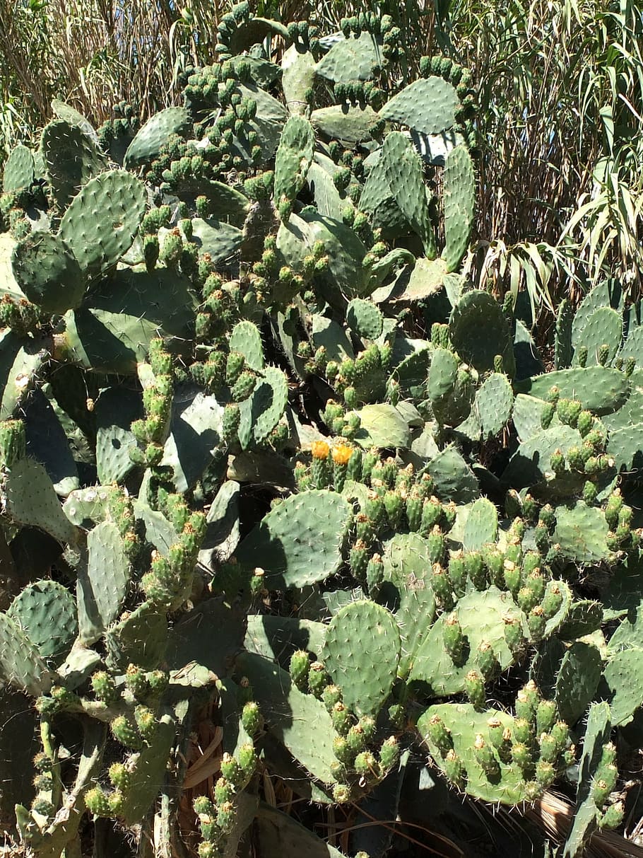 cactus, plant, sting, prickly, green, sardinia, nature, green Color HD wallpaper