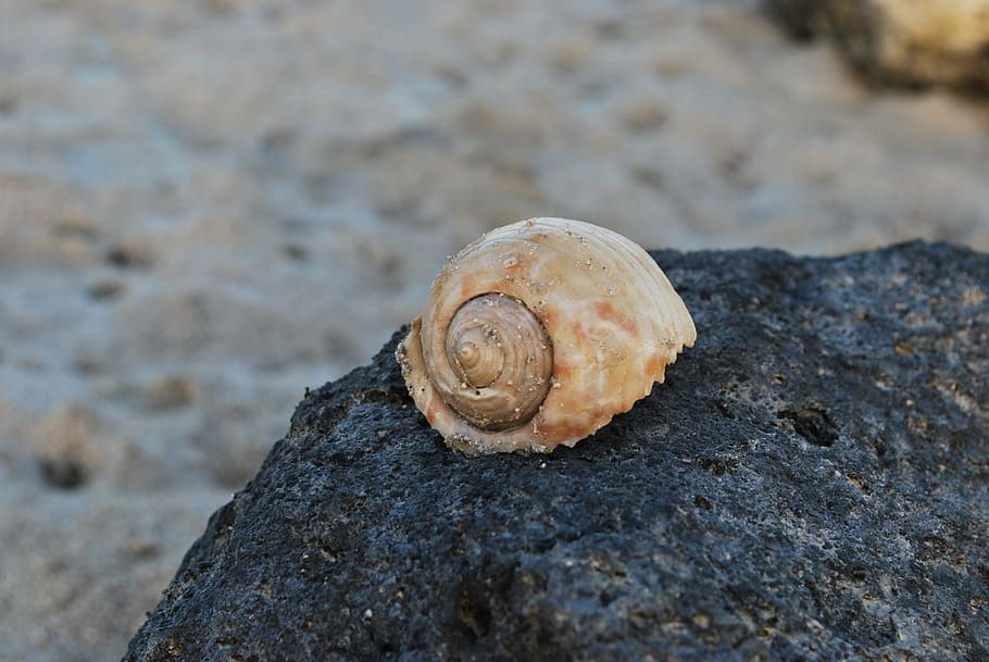 Snail, Rock, Empty, House, Background, animal shell, one animal HD wallpaper
