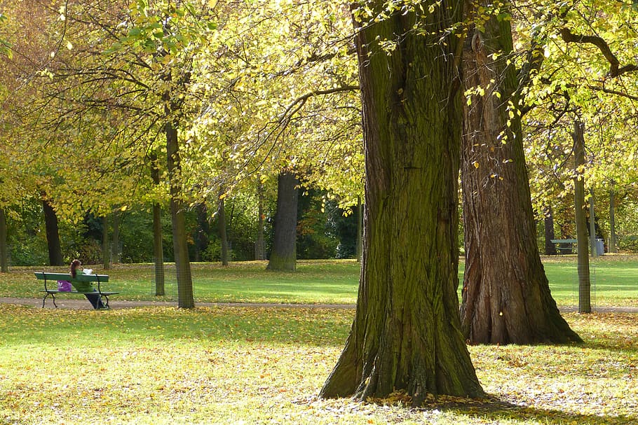 autumn, park, trees, leaves, plant, growth, tree trunk, real people HD wallpaper