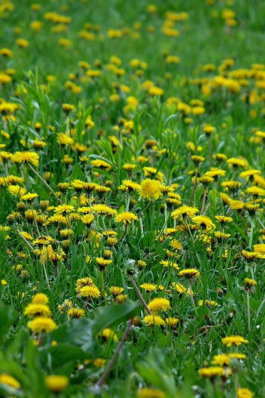 Dandelion, Spring, Yellow, Green, Green, Meadow, field, growth HD wallpaper