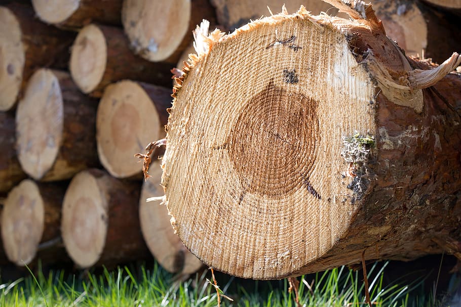 wood, strains, tree trunks, annual rings, timber industry, holzstapel, HD wallpaper
