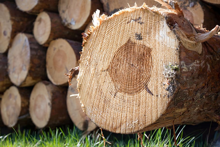 wood, strains, tree trunks, annual rings, timber industry, holzstapel HD wallpaper