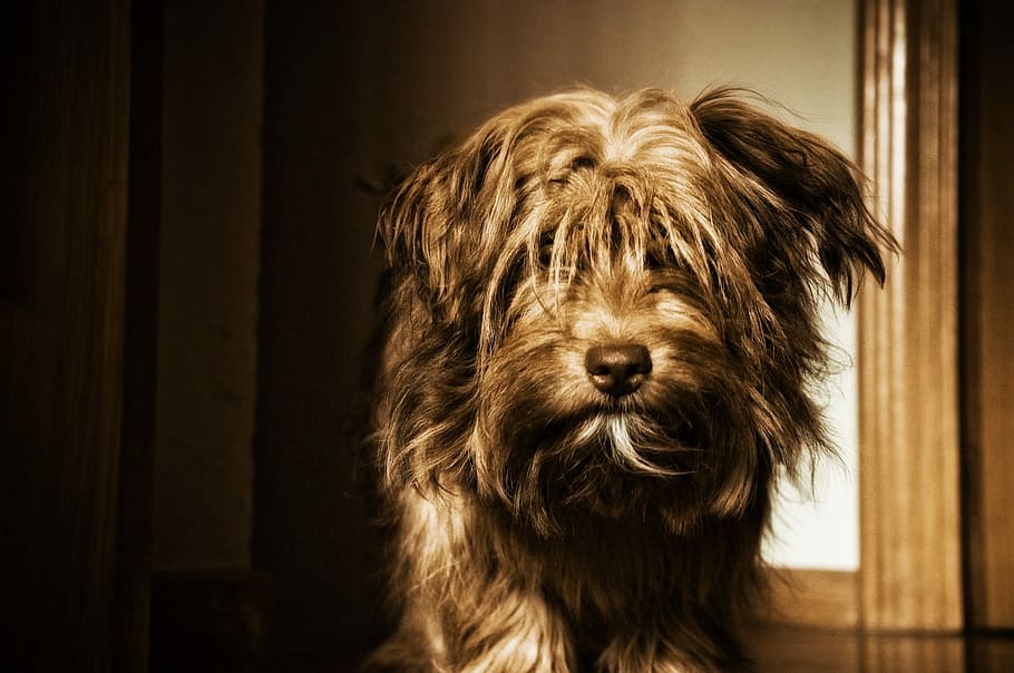 Dog, Brown, Can, Loyalty, pets, animal, canine, purebred Dog HD wallpaper