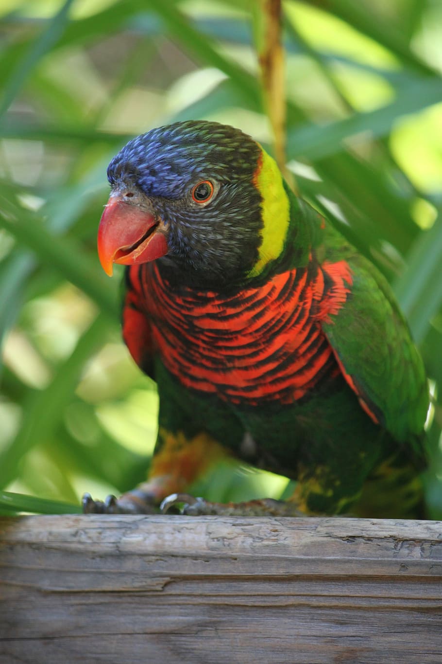 Lorikeet, Bird, Rainbow, Parrot, colorful, wildlife, nature HD wallpaper