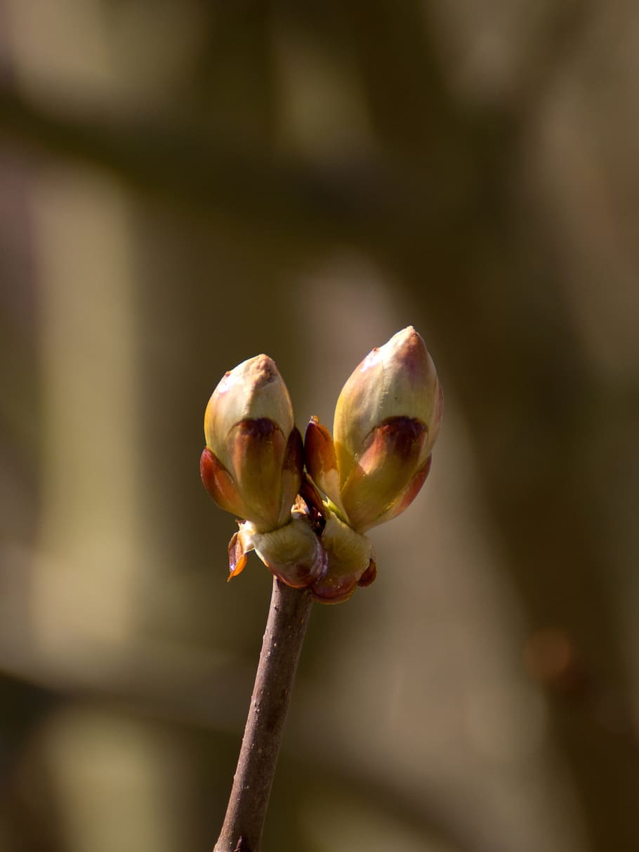 Chestnut, Tree, Nature, Branch, bud, brown, plant, leaves, chestnut leaves HD wallpaper