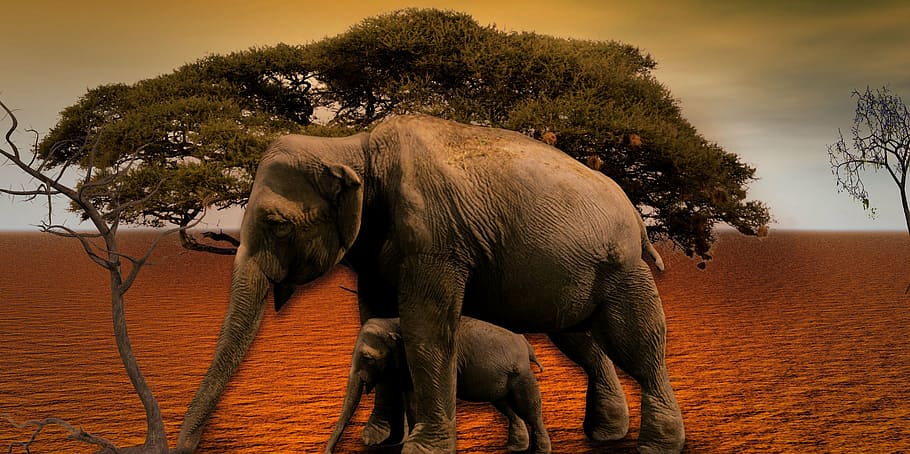 elephant, africa, baobab, tree, national park, savannah, elephant's child HD wallpaper