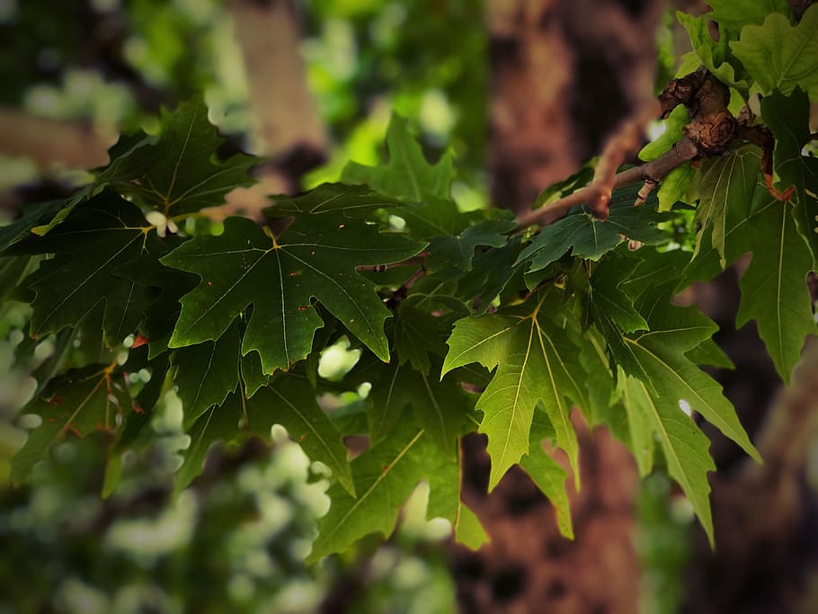 nature, green, trees, leaf, plant part, green color, growth HD wallpaper