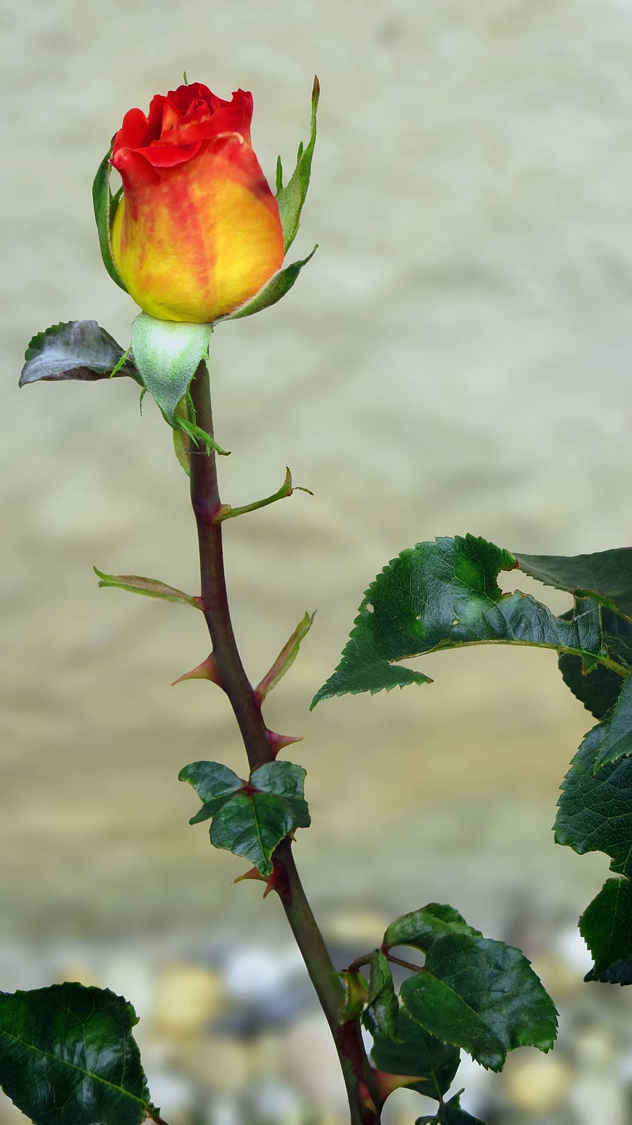 rose, blossom, bloom, sublime, noble, flower, plant, ornament HD wallpaper