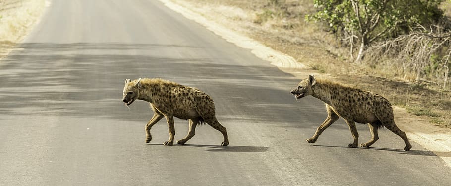 two hyena crossing concrete road, two hyenas crossing road, cheetah