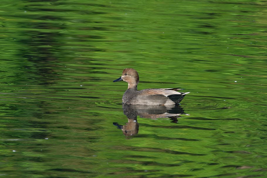 pond, duck, bird, natural, video falcated, animals in the wild