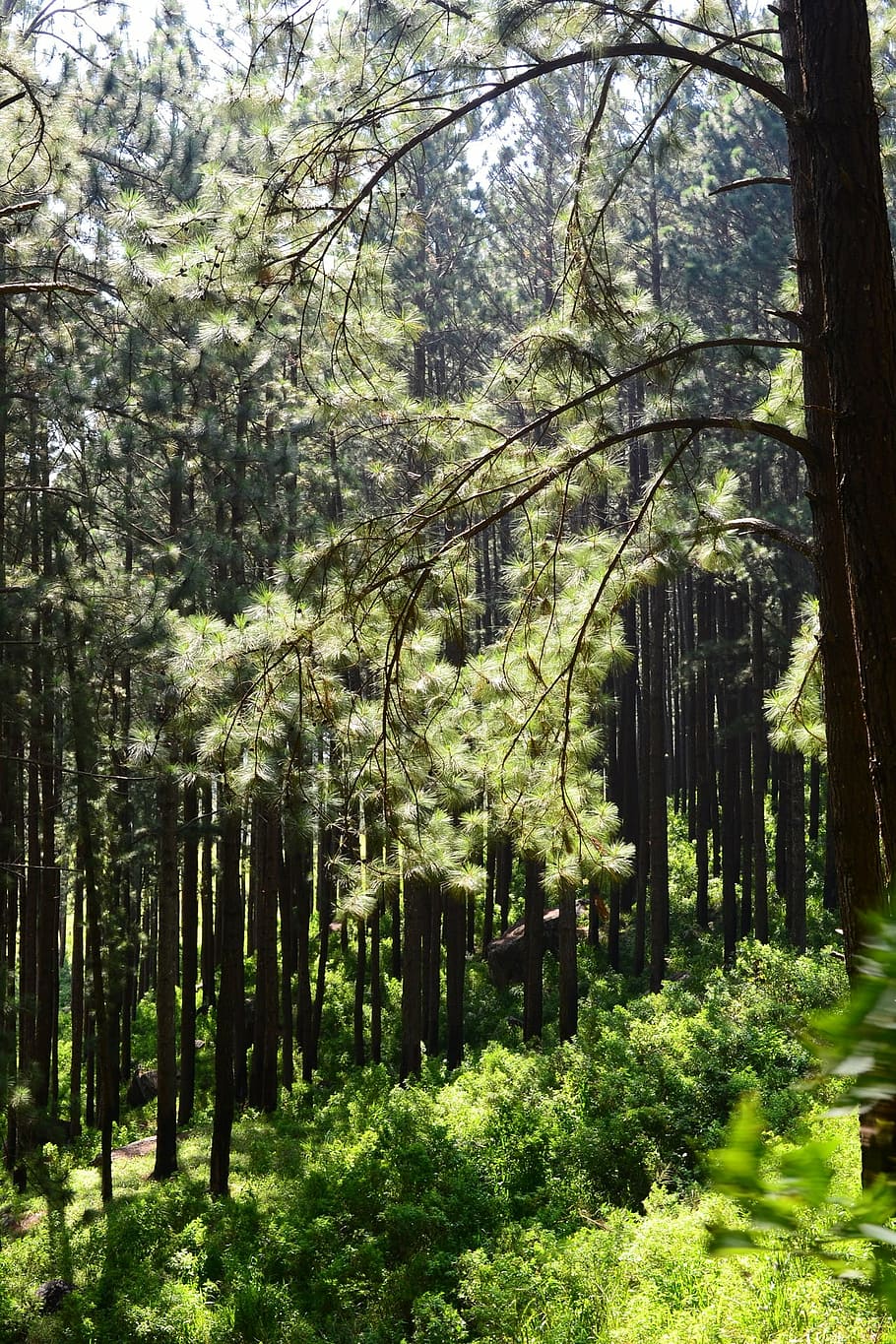 Back forest. Еловый лес. Сосновый лес большой. Сосновый лес Шри Ланка. Сосновый лес в аквариуме.