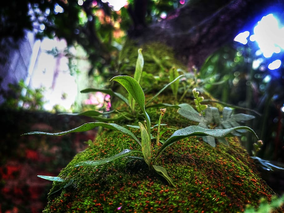 selective photo of green plant taken at daytime, closeup photo of green leafed plant HD wallpaper