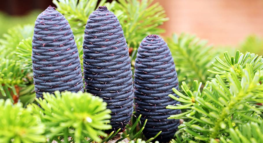selective focus photo of three blue flowers, fir, pine cones HD wallpaper