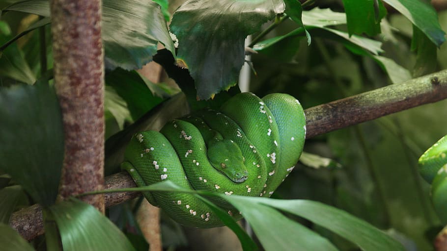 tree snake, green, terrarium, zoo, exot, plant, growth, green color HD wallpaper