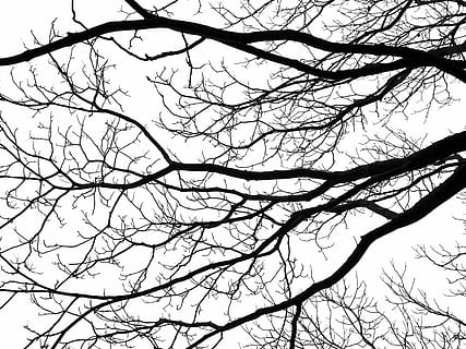 bare tree under grey sky, branches, silhouette, black, white HD wallpaper