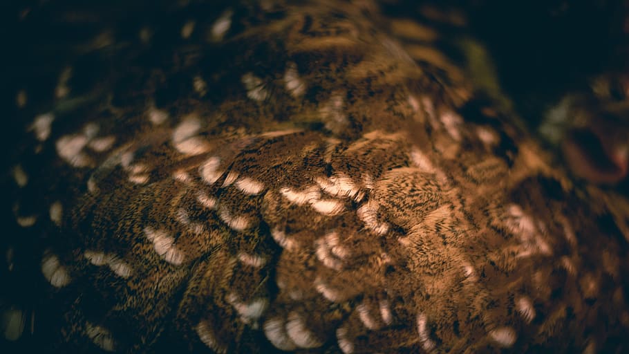 untitled, feather, bird, hen, resting, close-up, no people HD wallpaper