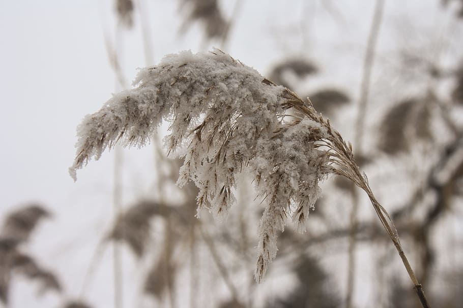 wheat, barley, field, farm, agriculture, plant, nature, winter