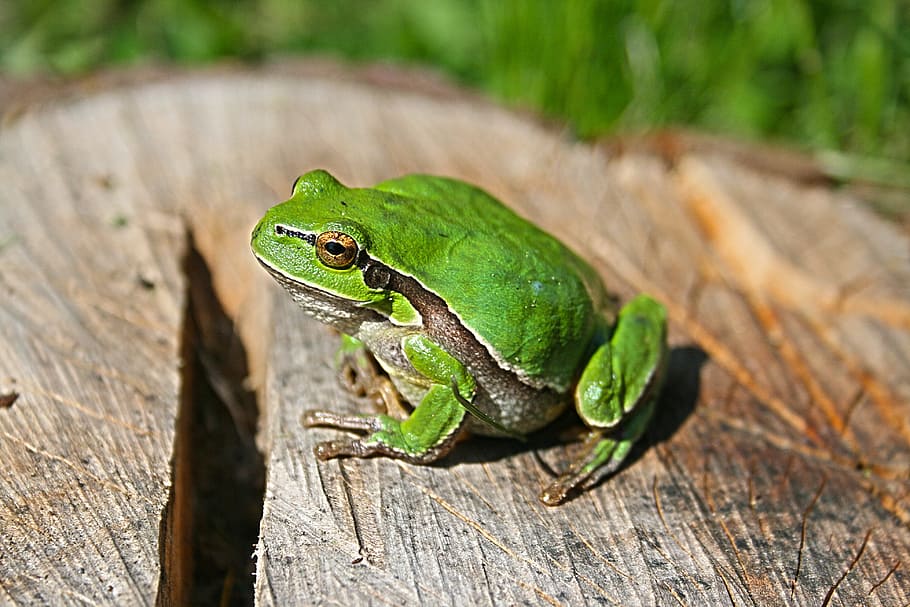 Green, Frog, Animal, reptile, animal wildlife, animals in the wild HD wallpaper