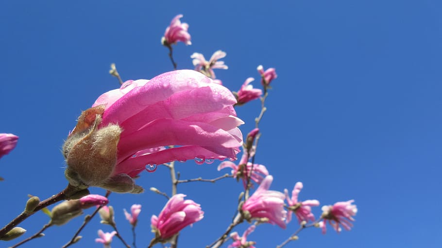 Magnolia, Spring, Flower, Tree, Nature, pink, blossom, pink Color HD wallpaper