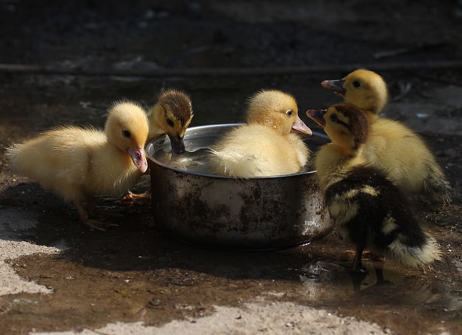 duckling, fluffy, cute, birds, small, yellow, young bird, young animal HD wallpaper