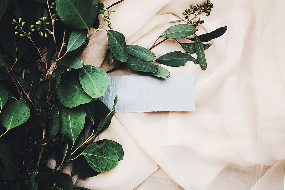 green leaves on white textile, green leaf plant, flora, botanical HD wallpaper