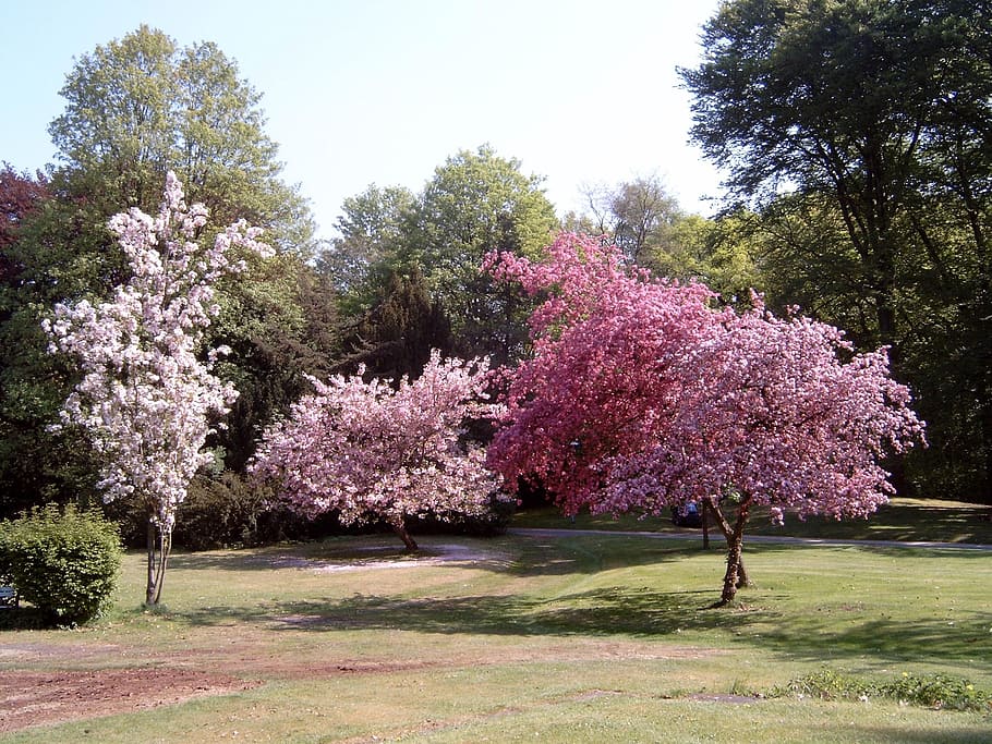 park, spring, flowers, color, bloom, plant, tree, growth, flowering plant HD wallpaper
