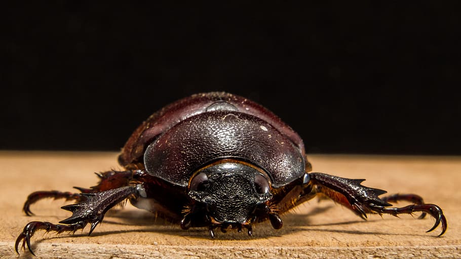 Tropical, Beetles, Close, tropical beetles, red brown, one animal HD wallpaper