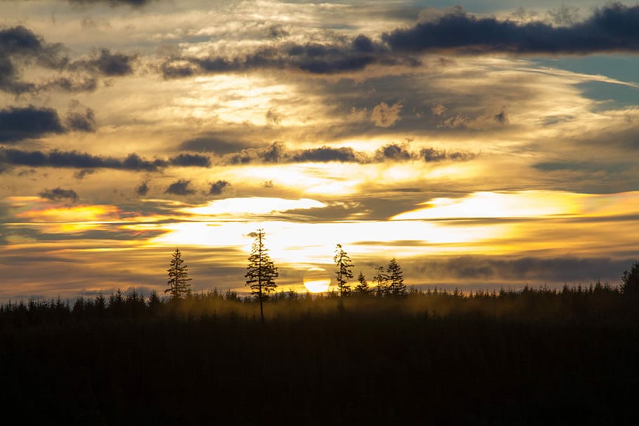 silhouette of trees during golden hour, treed and grasses under dark clouds and sunset HD wallpaper