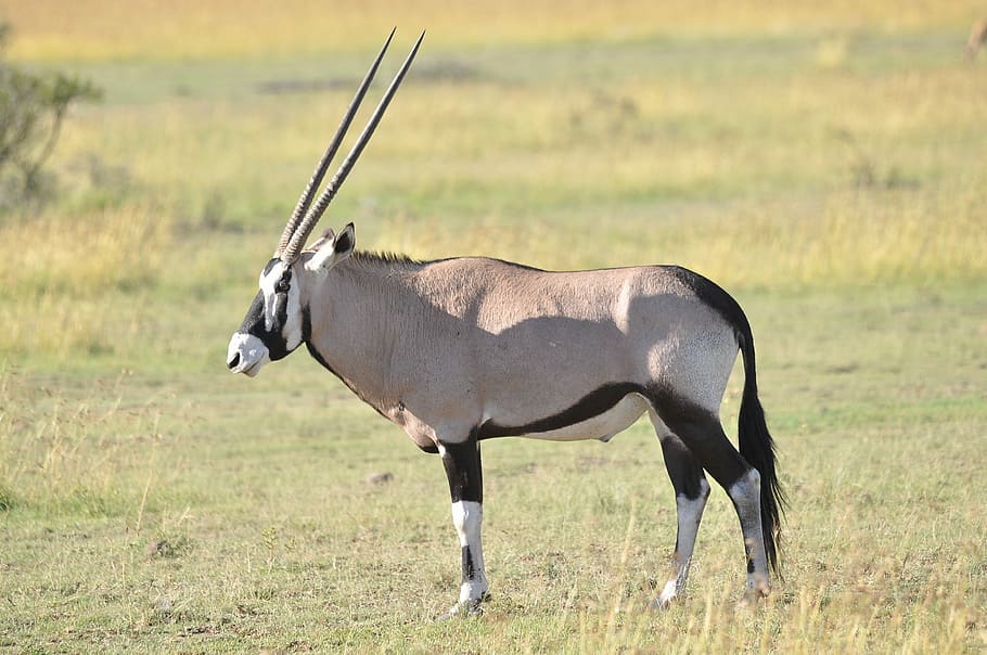 wildlife, mammal, animal, antelope, grass, oryx, nature, africa