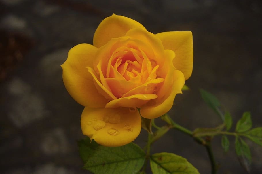 Yellow, Flower, Bloom, Blossom, rose, plant, petals, love, romance HD wallpaper