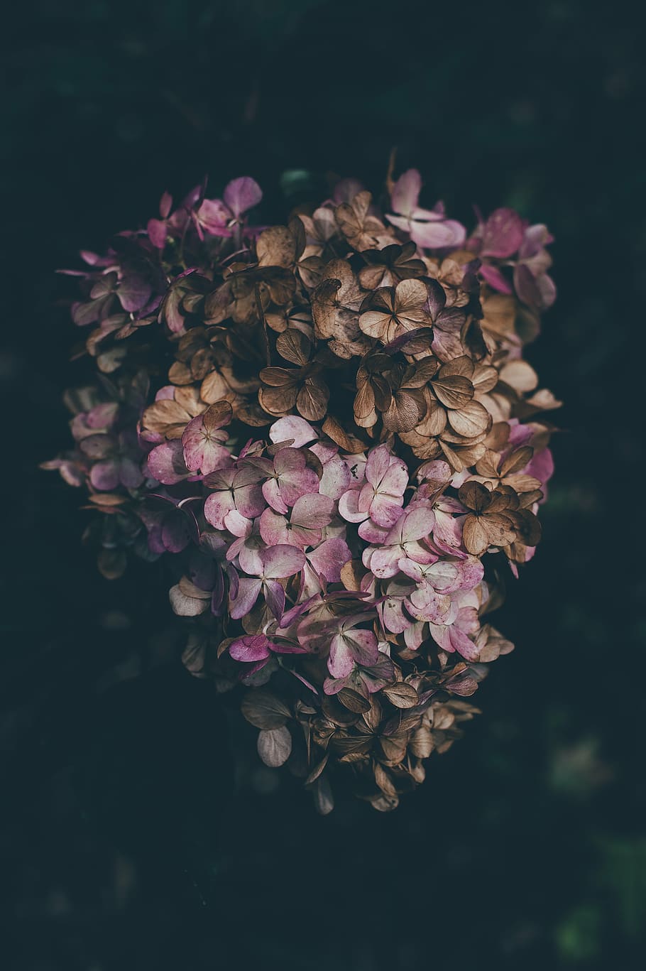 beautiful, bloom, blooming, blossom, bouquet, bundle, close-up HD wallpaper