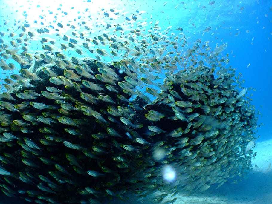 school of gray fish under water, sea, diving, underwater, undersea HD wallpaper