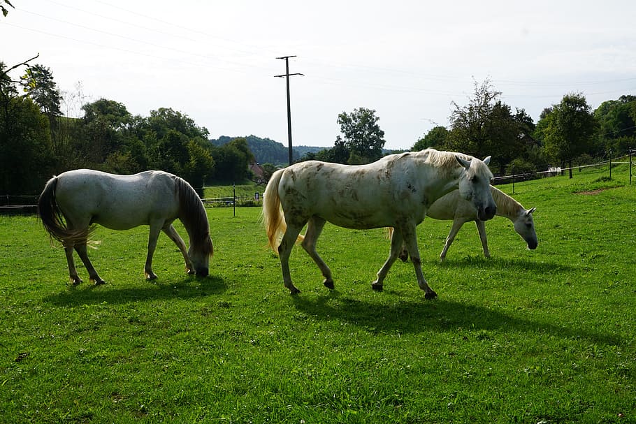 horses, mold, eye, monteaura, equestrian, autumn, gallop, ride HD wallpaper