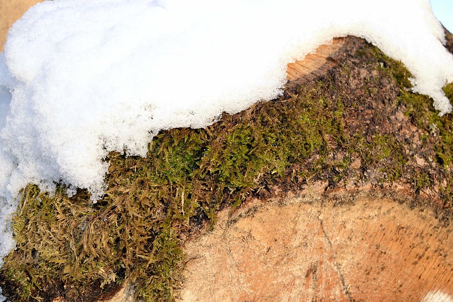 log, grain, moss, snow, wood, tree, nature, datailaufnahme HD wallpaper