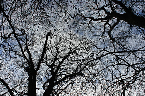 crown, sky, tree, kahl, aesthetic, nature, blue, winter, bare tree HD wallpaper
