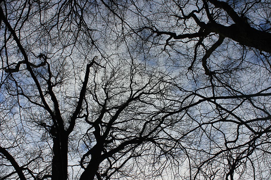 crown, sky, tree, kahl, aesthetic, nature, blue, winter, bare tree HD wallpaper