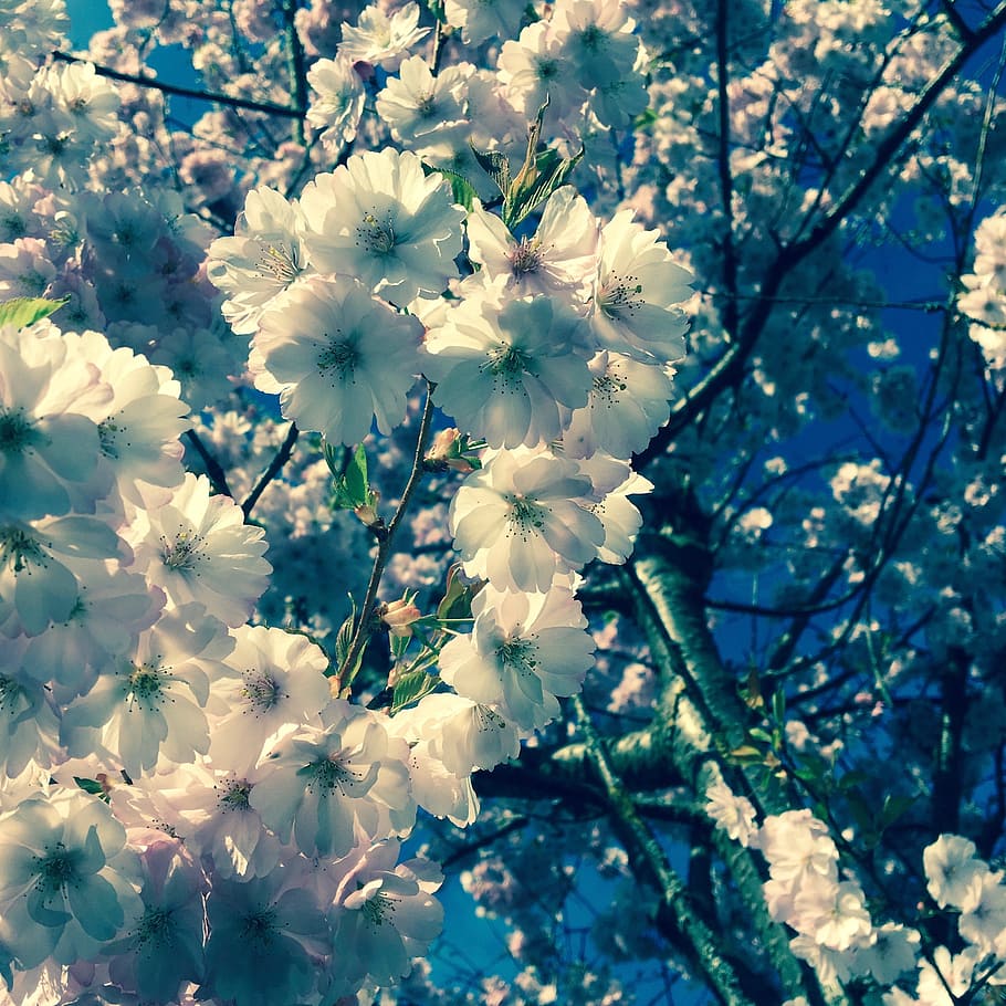 summer, flowers, cherry blossom, pink, nature, pink flowers garden HD wallpaper