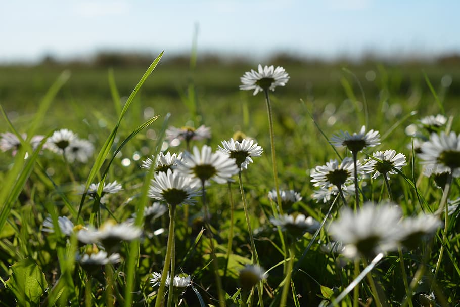 daisy, summer, bed, nature, flowers, spring, summer meadow HD wallpaper