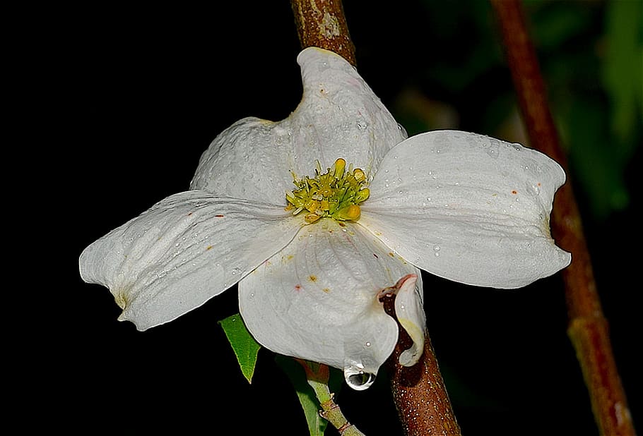 dogwood, white, dew drop, nature, spring, plant, tree, blossom HD wallpaper