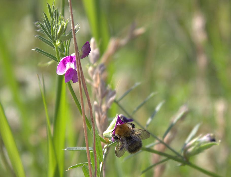 bee, blossom, bloom, flower, pollination, insect, purple, plant HD wallpaper