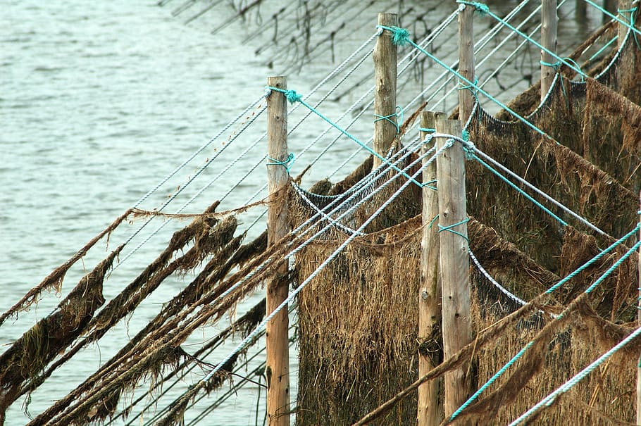 fishing net, water, river, wood - material, no people, day HD wallpaper