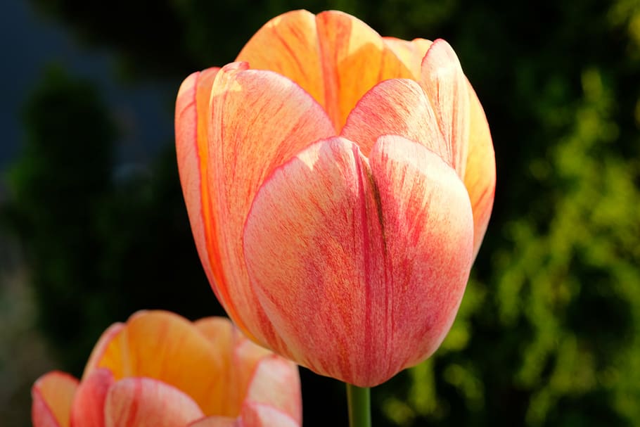 tulip, flower, spring, flowers, nature, red, yellow, pink, cut flowers HD wallpaper
