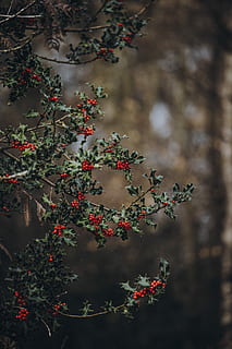 Holly, shallow focus photography of red fruits, tree, bush, berries HD wallpaper