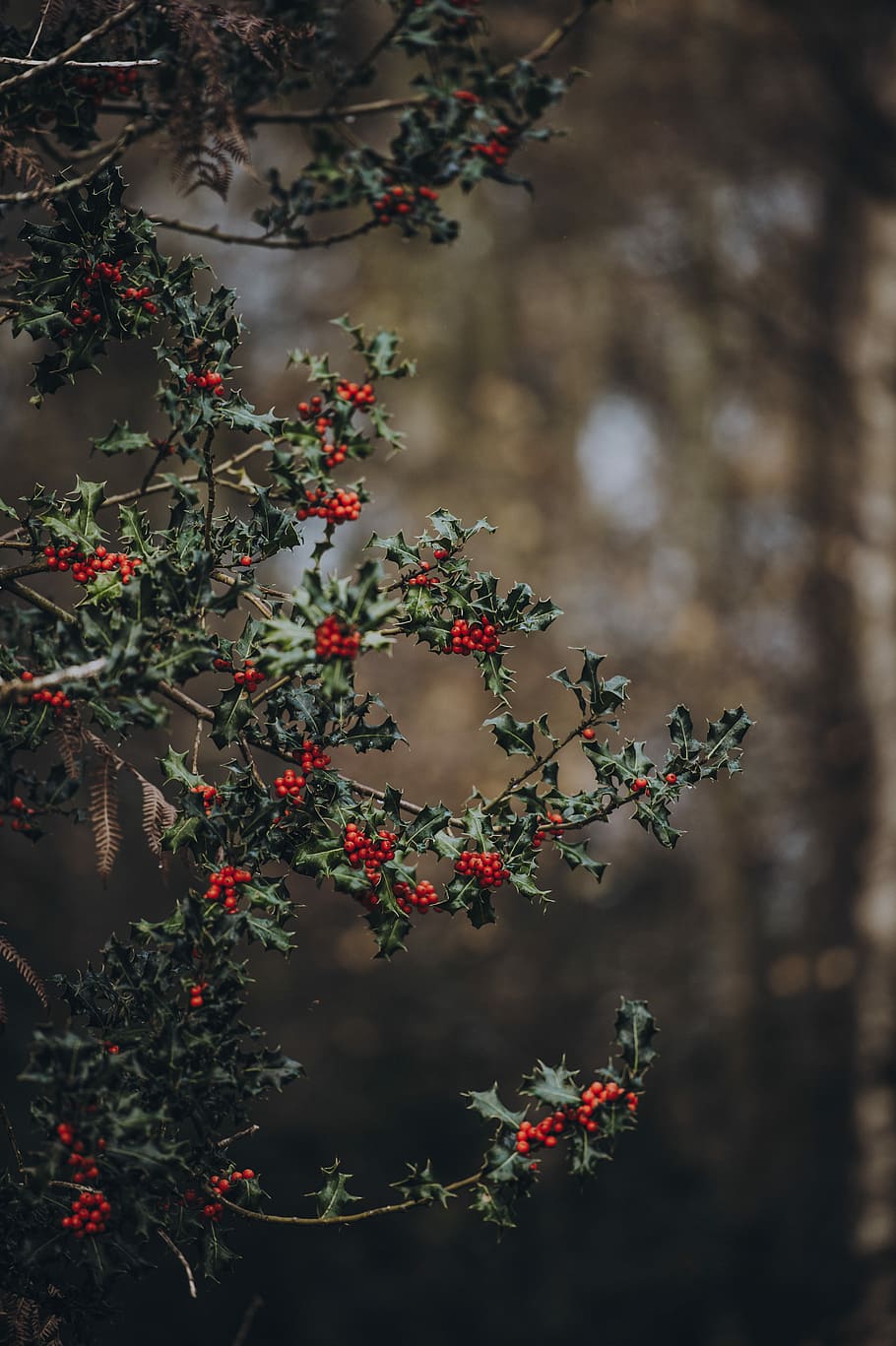 Holly, shallow focus photography of red fruits, tree, bush, berries HD wallpaper