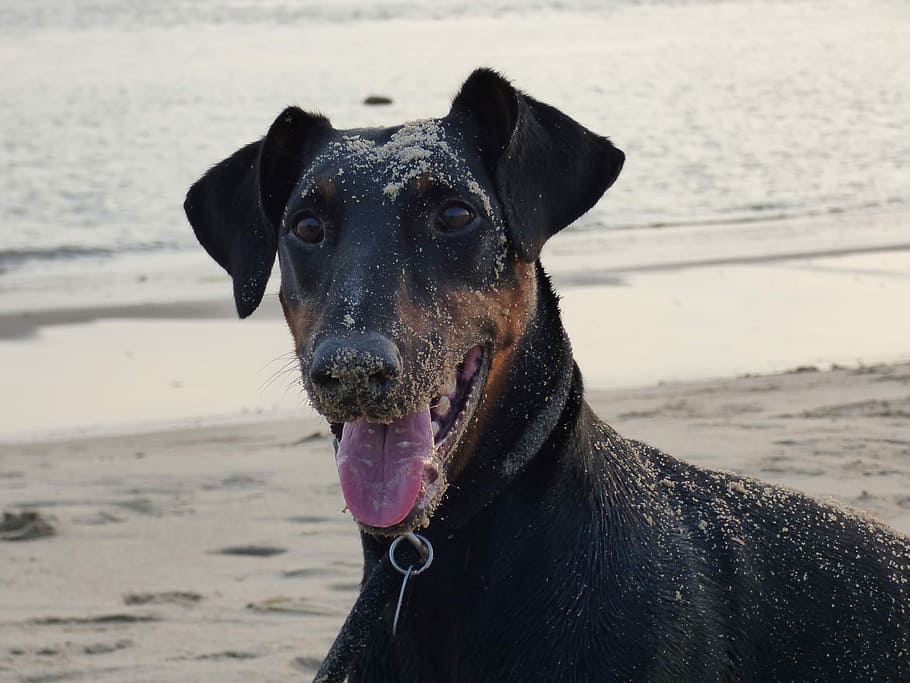 selective focus photo of black and tan Doberman pinscher at the seashore HD wallpaper