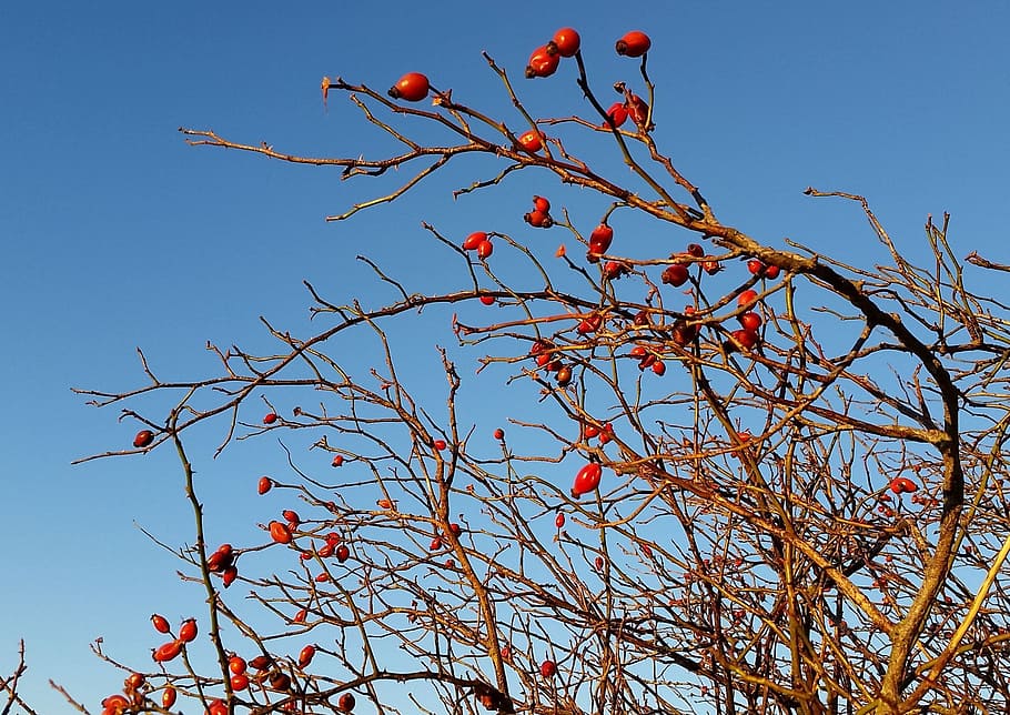 rose hip, sky, winter, blue, red, cold, plant, branch, fruit HD wallpaper