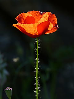 poppy, ababol, rosella, backlight, beauty, nature, flower, plant HD wallpaper