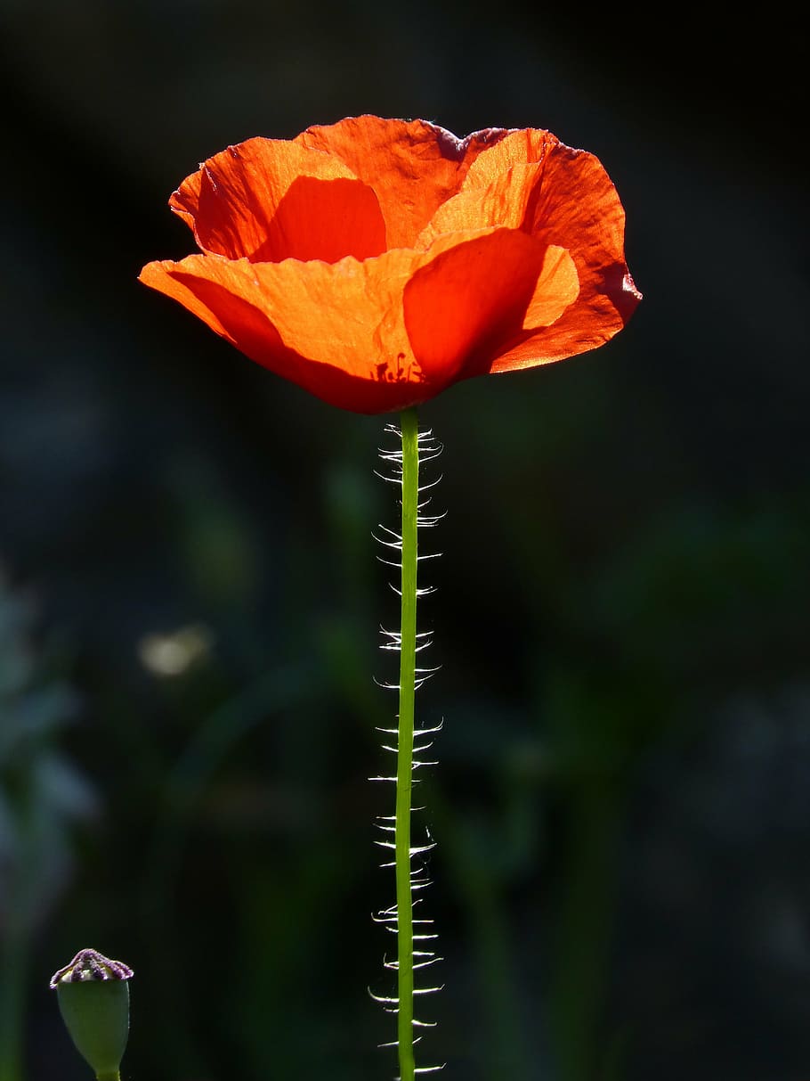 poppy, ababol, rosella, backlight, beauty, nature, flower, plant HD wallpaper